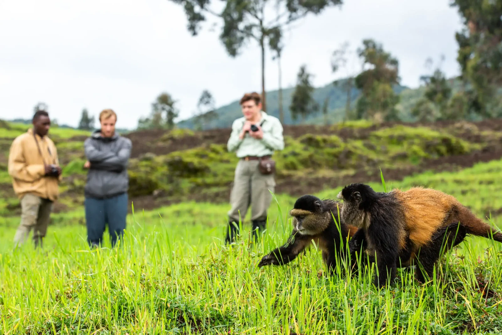 uganda-golden-monkey