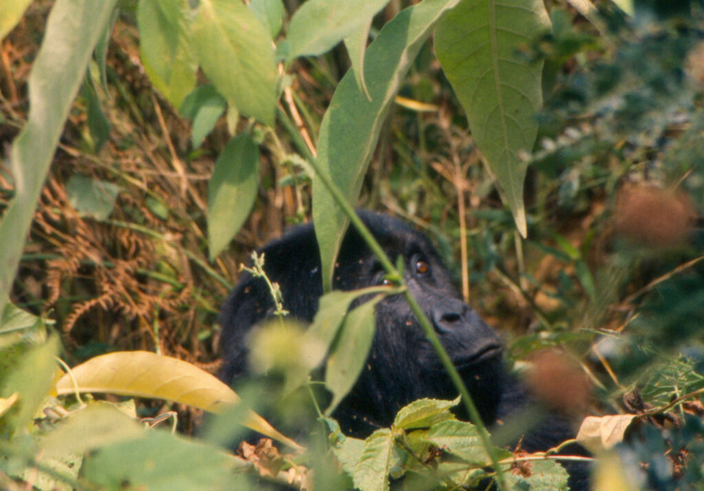 Virunga National Park landscape, Democratic Republic of Congo