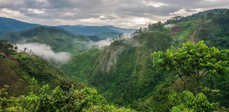 Best time to visit Rwanda for wildlife, landscapes, gorilla trekking, and unforgettable outdoor adventures