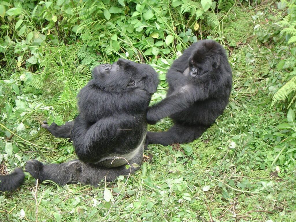 Silverback mountain gorilla in Volcanoes National Park, Rwanda